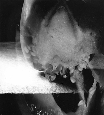 Brain Attack 3 (2007), b/w photograph